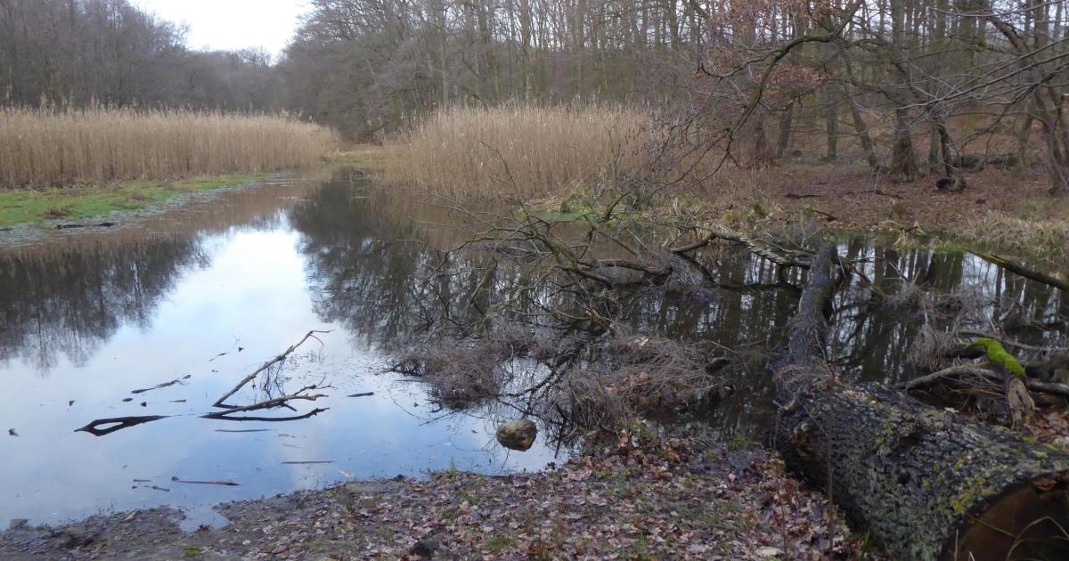 29 Hilfe für die Düsteren Teiche Landeshauptstadt Potsdam
