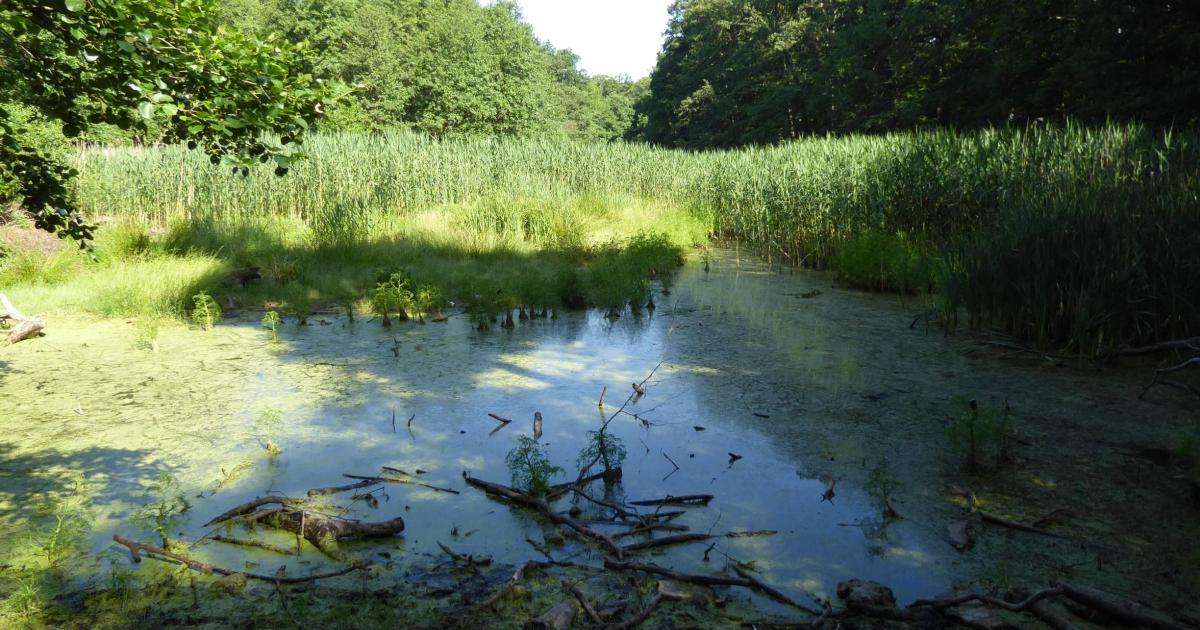 352 Hilfe für die Düsteren Teiche Landeshauptstadt Potsdam