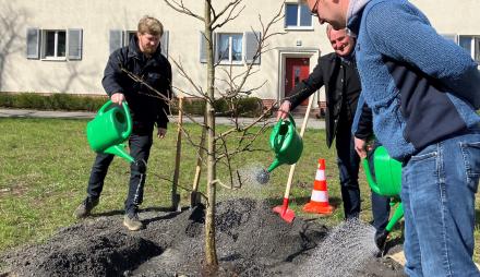 Gießen eines neu gepflanzten Amberbaums