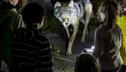 Taschenlampenführung im Naturkundemuseum Potsdam - dem Wolf (Canis lupus) auf der Spur