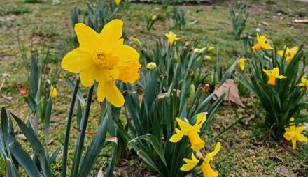 Frühjahrsblumen am Jägertor