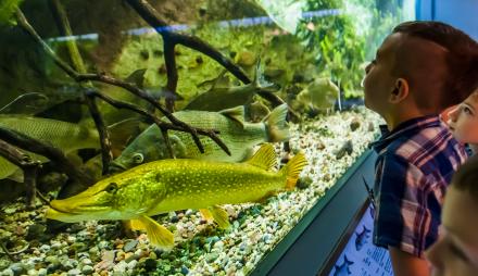 Ein Jungesteht vor einem Aquarium und schaut auf die Fische.