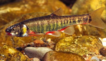 Der Fisch Elritze mit roten Flossen