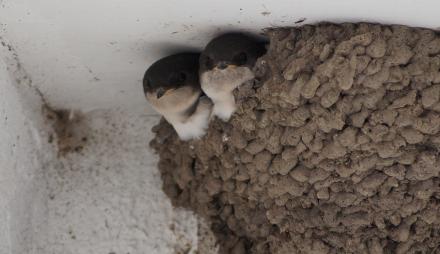Zwei Schwalben schauen aus ihrem Nest, das zwischen Dach und Wand gebaut ist