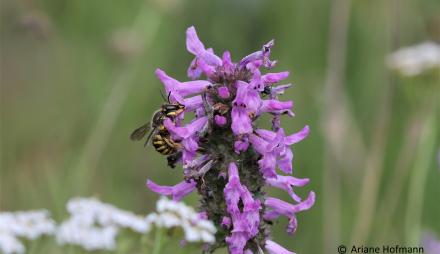 Große Gartenwollbiene