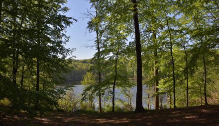 Blick auf den Buckowsee im UNESCO-Weltnaturerbe Buchenwald Grumsin