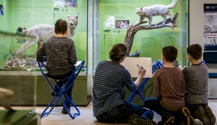 Zeichenkurs für Kinder im Naturkundemuseum Potsdam