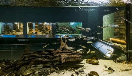 Einblick ins Kaltwasser-Aquarium des Naturkundemuseums Potsdam mit unterschiedlichen Fischen