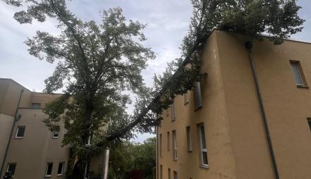 Ein Ast eines Baumes knickte wegen des Sturms gegen en Haus ab.