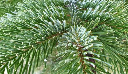 Nahaufnahme eines sattgrünen Tannenzweigs.