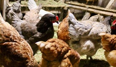 Mehrere Hühner im Stall