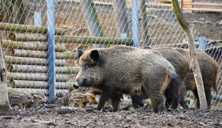 Wildschweine in der Stadt