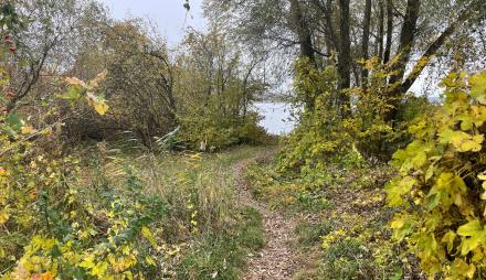 Zukünftiger Wanderrastplatz Nordufer Fahrländer See