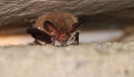 Fledermaus