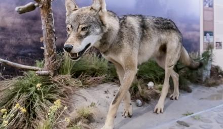 Grauwolf in der Freidarstellung