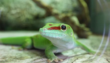 Foto: Biosphäre Potsdam, Anja Sadowski, Lizenz: Biosphäre Potsdam, Anja Sadowski