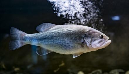 Bei der Fütterung bekommt man auch die unauffälligen Fische zu sehen. , Foto: David Marschalsky, Lizenz: Naturkundemuseum Potsdam