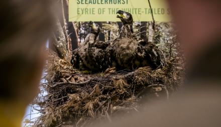 Junge Seeadler im Nest, Foto: David Marschalsky, Lizenz: Naturkundemuseum Potsdam