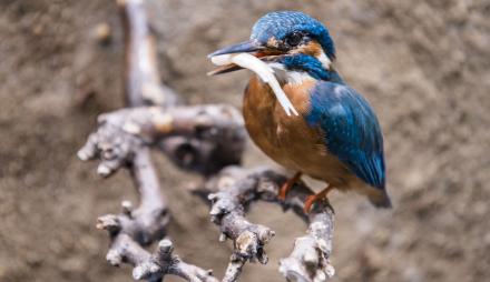 Eisvogel, Foto: David Marschalsky, Lizenz: Naturkundemuseum Potsdam