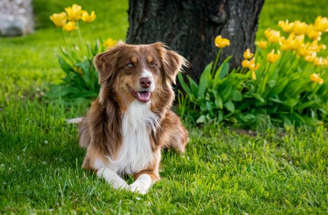 Hundehaltung in Potsdam