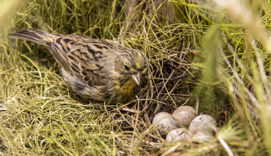 Der Vogel Goldammer mit braunen Federn sitzt in einem Nest neben fünf kleinen Eiern