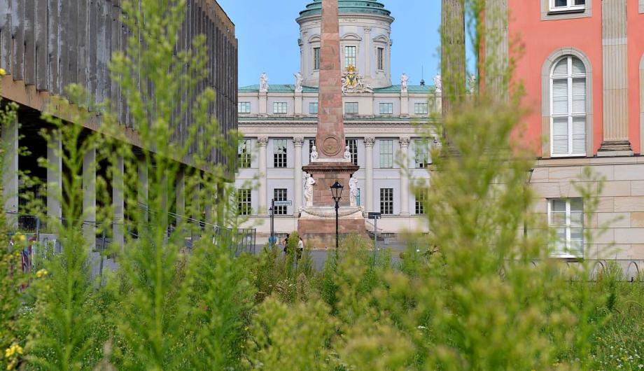 Blick zum Obelisk auf dem Alten Markt, 2017 - View of the obelisk on Alter Markt, 2017 (©