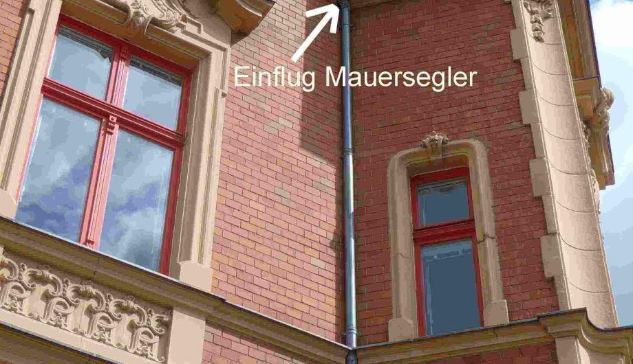 Mauerseglerquartier