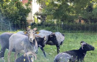 Schafe im Schlosspark Marquardt