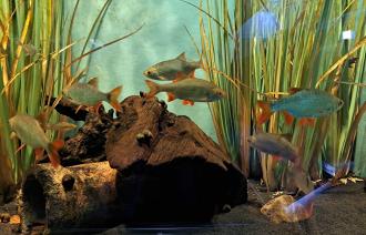Aquarium Naturkundemuseum Potsdam