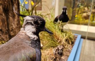 Kiebitz, Vogel des Jahres