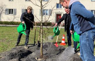 Gießen eines neu gepflanzten Amberbaums