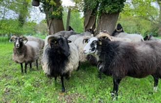 Schafe im Schlosspark Marquardt