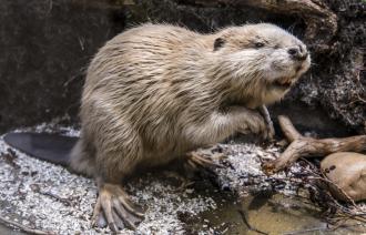 Der Biber (Castor fiber) als Landschaftsarchitekt der Natur.
