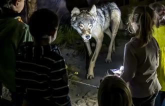 Taschenlampenführung im Naturkundemuseum Potsdam - dem Wolf (Canis lupus) auf der Spur