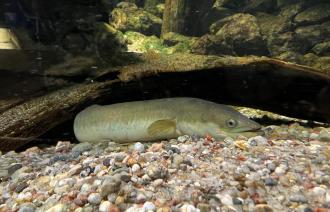 Aal schwimmt im Aquarium des Naturkundemuseums Potsdam