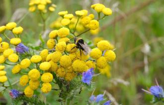 Eine Biene auf einer gelben Blume.