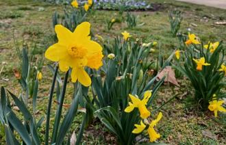 Frühjahrsblumen am Jägertor