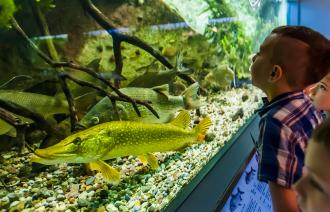 Ein Jungesteht vor einem Aquarium und schaut auf die Fische.
