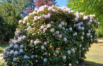 Ein Rhododendron auf dem Neuen Friedhof blüht rosa