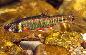 Der Fisch Elritze mit roten Flossen