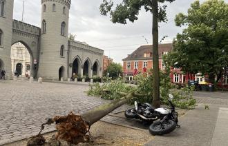 Ein Baum liegt auf dem Platz vor dem Nauener Tor. Er ist am Montag bei einem Sturm mit Böen bis 110 km/h umgeknickt.