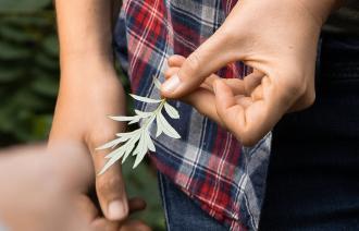 Eine Peron hält ein Blatt von einem Beifuß.