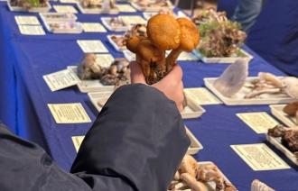 Eine Person zeigt einen Pilz in die Kamera