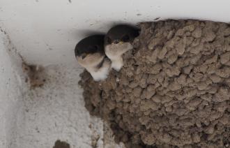 Zwei Schwalben schauen aus ihrem Nest, das zwischen Dach und Wand gebaut ist