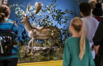 Damhirsch mit weiß-gepunktetem Fell und Geweih