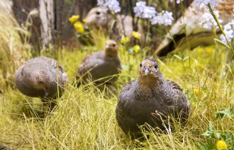 Vogel des Jahres 2026: Das Rebhuhn-Präparat im Naturkundemuseum Potsdam illustriert die Bedrohung durch intensive Landwirtschaft und Lebensraumverlust.