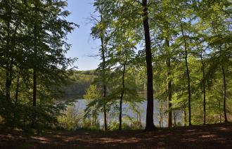 Blick auf den Buckowsee im UNESCO-Weltnaturerbe Buchenwald Grumsin