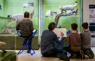 Zeichenkurs für Kinder im Naturkundemuseum Potsdam