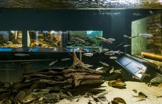 Einblick ins Kaltwasser-Aquarium des Naturkundemuseums Potsdam mit unterschiedlichen Fischen