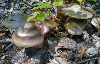 Mehrere Pilze an einem Baumstamm